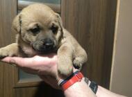 Grajewo ogłoszenia: Oddam pieski w dobre ręce suczki mamusia na ostatnim zdjęciu,... - zdjęcie