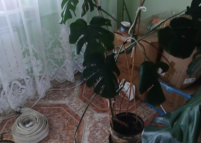 Grajewo ogłoszenia: Sprzedam 2 monstery duże odp na SMS