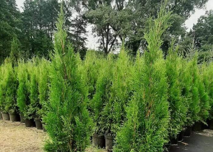 Grajewo ogłoszenia: Szkółka drzewek i krzewów ozdobnych
Dybła koło Grajewa...